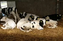 Ceny jałówek w Niemczech pozostają wysokie. Na miesięcznej aukcji jałówek w Osnabrück średnia cena w maju pobiła rekord.