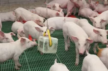 Aktywiście wtargnęły się do kilkudziesięciu chlewni bez pozwolenia, ignorując zasady bioasekuracji. To realne ryzyko rozprzestrzenienia chorób.
