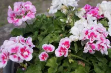 Jak uprawiać pelargonie? Sprawdzone porady na balkon i rabatę