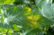 Bakteryjna cętkowatość pomidora