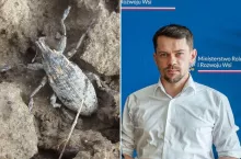 Ministerstwo rolnictwa testuje nowe sposoby na szarka komośnika. Jakie?