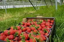 truskawki tunel