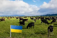 Na Ukrainie powstaje 125 gospodarstw mlecznych