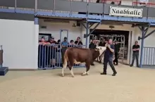 Licytacja byka za milion