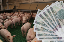 Dodatkowe pieniądze za świnie