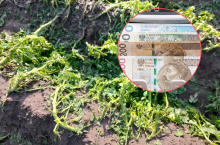 Rolniku, burza zniszczyła plony? Zgłoś straty, zanim będzie za późno