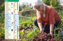 Kalendarz biodynamiczny na lipiec 2025: kiedy ciąć i pryskać?