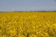 Kwitnące pole rzepaku