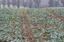 Na początku października rzepak jeszcze nie zakrywa międzyrzędzi, co pozwala na kiełkowanie i wzrost towarzyszących bobowatych. Część z nich wymarznie i odda azot późną wiosną w kolejnym roku.