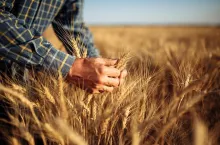 Rolnik dotykający kłosy zboża na polu