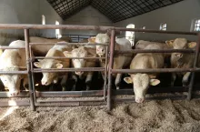Jakie są aktualne ceny bydła w Polsce?