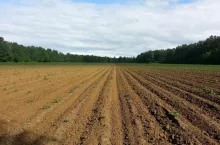 Grunty w Holandii są coraz droższe i trudniej dostępne dla rolników