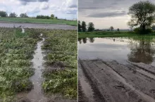 Katastrofa rolników na Dolnym Śląsku. Rząd poluzuje wymogi i da więcej czasu na dopłaty?