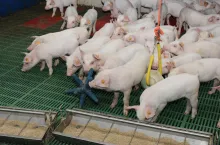 Zachowanie świń jest wskaźnikiem ich samopoczucia, zdrowia oraz reakcją na warunki bytowe