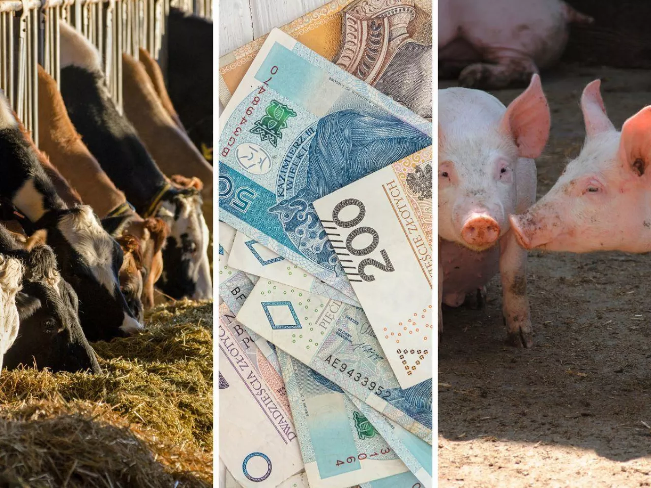 O czym rolnik musi pamiętać w lipcu 2025, żeby nie stracić dopłat bezpośrednich?