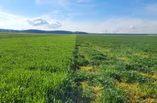 Odporne na BYDV odmiany SY Zoomba i wrażliwe odmiany jęczmienia CZ wiosna 2024