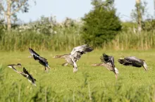 Niemieccy rolnicy mogą otrzymać nawet 100 tys. zł rekompensaty za szkody od gęsi