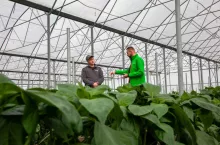 Produkcja papryki pod osłonami