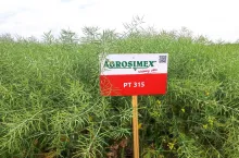 Royce, Fot. A. Arabska