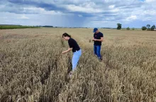 Komisje suszowe jednak wrócą na pola? Ministerstwo znów zmienia zdanie
