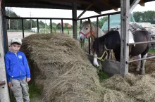 Mały Staś i jego konie