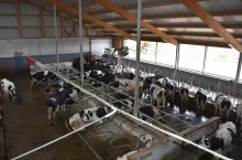 Odparowywanie wody z powierzchni ciała krowy może zapewnić dodatkowe korzyści chłodzące. Dlatego coraz więcej hodowców stosuje systemy zraszające w połączeniu z poruszeniem powietrza za sprawą wentylatorów.