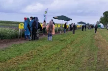 Nie tylko kukurydza. Smolice pokazują zboża i bobowate, które zaskakują plonem