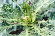 Tantniś krzyżowiaczek objawy żerowania