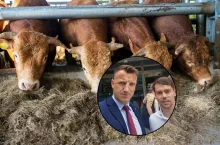 Skup bydła, oszukani rolnicy