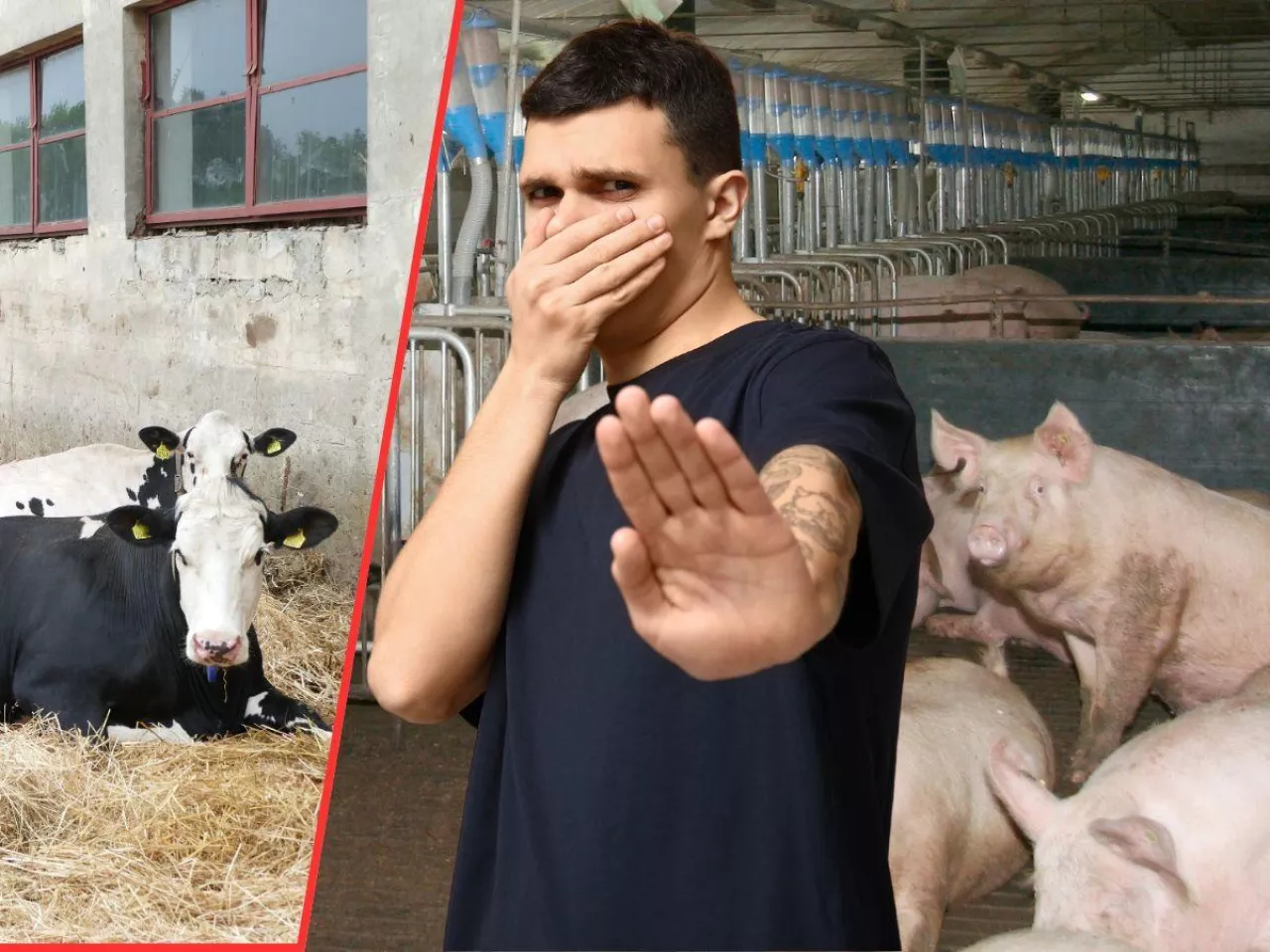 Rolnicy zyskają ochronę przed sąsiadami. Rząd szykuje nowe przepisy