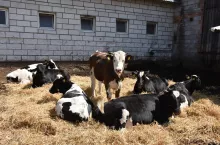 Jałówki utrzymywane są na okólniku z którego w każdej chwili mogą wejść do wiaty