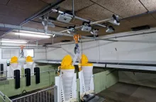 Rolnicy w ramach bioasekuracji stosują lampy UV do odkażania sprzętu wnoszonego do chlewni. Teraz na rynku pojawiły się instalacje do montażu w pomieszczeniach dla świń