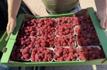 Maliny sprzedawane na Giełdzie Goławin