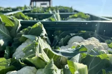 Zbiór kalafiorów 2024