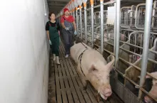 Lochy powinny być inseminowane tylko przy pełnych objawach rui, dlatego ważna jest w tym okresie obecność knura do stymulacji