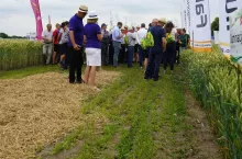Nowe odmiany pszenicy i pszenżyta zaskoczyły rolników. DANKO gotowe na sezon 2025/26