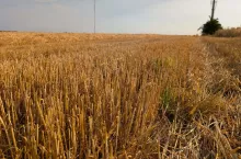 Rolnik uprawia ziemię przez dziesięciolecia, mimo że nie jest ona jego. Czy może ją przejąć przez zasiedzenie?