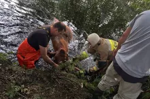 Strażacy brodzą w błocie po pas i ratują krowę, która ugrzęzła w śmiertelnej pułapce