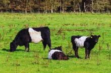 To się prawie nie zdarza. Krowa tej rasy urodziła bliźniaki