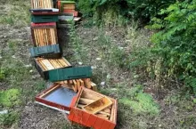 Zniszczone ule w Sopocie