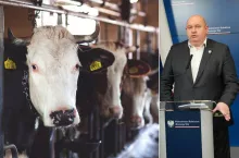 Rolnik musi wybić zwierzęta, choć nie ma środków. Rusza akcja ”Zderzenie z Przepisem”