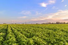 Uprawa ziemniaków McCain