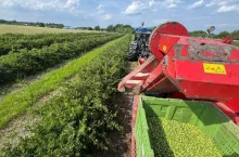 Kombajnowy zbiór agrestu 2025