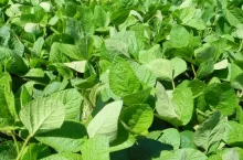 Skutecznie chroniona plantacja soi