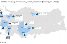 wykres przedstawiający uszkodzenia przymrozkowe w turcji