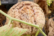 Objawy zepsucia melon