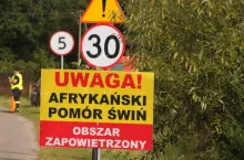 Prawie 2000 świń do wybicia. Jest kolejne ogromne ognisko ASF