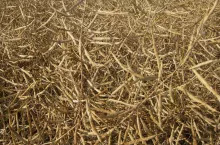 Zabezpiecz plon przed żniwami – znaczenie cechy POSH w rzepaku ozimym