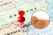 import materiału siewnego