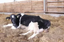 Zatrzymany poród u krowy. Co robić?